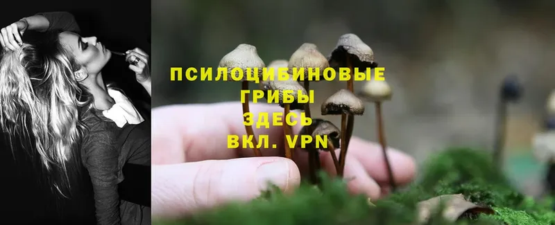 Псилоцибиновые грибы MAGIC MUSHROOMS  что такое   Калининец 